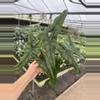 plant/Alocasia purple cloak 4” pot growers choice-0-thumbnail