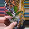 plant/Hoya Lime Sherbet-1-thumbnail