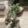 plant/Variegated Hoya Rope Hindu Rope albo-1-thumbnail