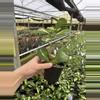 plant/Hoya obovata variegated 4” pot growers choice-6-thumbnail