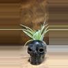 plant/Halloween air plant display - skull and Tillandsia peach capitata 💀-0-thumbnail