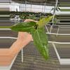 plant/Seed grown anthurium fort Sherman x Warocqueanum starter plant growers choice-2-thumbnail