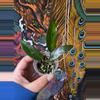 plant/Hoya Lime Sherbet-0-thumbnail