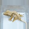 plant/T56 male Midas x Dm Emily tri color holdback-1-thumbnail