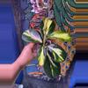 plant/Hoya Diversifolia ‘Maharani’-0-thumbnail
