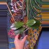 plant/Hoya LP013 (Waymaniae x Erythrina)-0-thumbnail