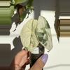 plant/Alocasia Melo Albo – Rare Camo Variegation | Collector’s Specimen-2-thumbnail