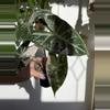 plant/Pink Dragon Albo - Established Mother
Plant with Pink Variegation-3-thumbnail