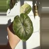 plant/Alocasia Serendipity Gold – 2 Leaf Pup | Stunning Golden Variegation | Rare and-1-thumbnail