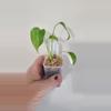 plant/Monstera Yellow Marilyn-1-thumbnail