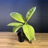 plant/Ficus Shivereana ‘Moonshine” 4” - grower’s choice-0-thumbnail