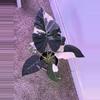 plant/Alocasia Regal Shields Albo – Rare Mother Plant | Purple, Pink Variegation-0-thumbnail