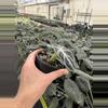 plant/Alocasia ninja tricolor 4” pot growers choice-5-thumbnail