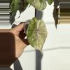 plant/Alocasia Serendipity Gold – 2 Leaf Pup | Stunning Golden Variegation | Rare and-0-thumbnail