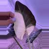 plant/Alocasia Regal Shields Albo – Rare Mother Plant | Purple, Pink Variegation-2-thumbnail