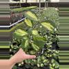 plant/Hoya obovata variegated 4” pot growers choice-0-thumbnail