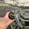 plant/Alocasia ninja tricolor 4” pot growers choice-4-thumbnail