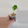 plant/Monstera Yellow Marilyn-2-thumbnail