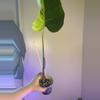 plant/Monstera light lime Cutting-0-thumbnail