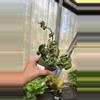 plant/181 Variegated Hoya Compacta-0-thumbnail