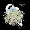plant/Platycerium Willinckii Dwarf Bacteria-0-thumbnail