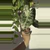 plant/Pink Dragon Albo - Established Mother
Plant with Pink Variegation-0-thumbnail