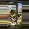 plant/70 Hoya Waymaniae-0-thumbnail