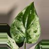 plant/Alocasia Cuculatta Albo/Mint PUP-0-thumbnail
