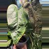 plant/Queen of Hearts Anthirium-1-thumbnail