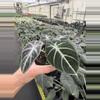 plant/Alocasia ninja tricolor 4” pot growers choice-1-thumbnail