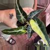 plant/Alocasia Bambino Aurea-0-thumbnail