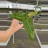 plant/Seed grown anthurium fort Sherman x Warocqueanum starter plant growers choice-1-thumbnail