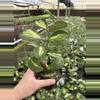 plant/Hoya obovata variegated 4” pot growers choice-3-thumbnail