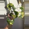 plant/Rare Alocasia Stingray Aurea – Mature Mother Plant | Intense Yellow Variegation-1-thumbnail