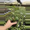 plant/Hoya obovata variegated 4” pot growers choice-5-thumbnail