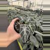 plant/Alocasia ninja tricolor 4” pot growers choice-3-thumbnail