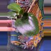 plant/Hoya LP013 (Waymaniae x Erythrina)-1-thumbnail