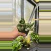 plant/182 Variegated Hoya Compacta-0-thumbnail