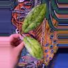 plant/Hoya AH Cosmos Cutting-0-thumbnail