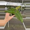 plant/Seed grown anthurium fort Sherman x Warocqueanum starter plant growers choice-3-thumbnail