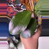 plant/Hoya LP013 (Waymaniae x Erythrina)-3-thumbnail