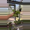 plant/69 Hoya Paulshirleyi-0-thumbnail