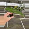 plant/Seed grown anthurium fort Sherman x Warocqueanum starter plant growers choice-4-thumbnail