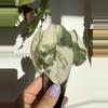 plant/Alocasia Melo Albo – Rare Camo Variegation | Collector’s Specimen-3-thumbnail