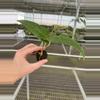 plant/Seed grown anthurium fort Sherman x Warocqueanum starter plant growers choice-5-thumbnail