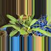 plant/Anthurium willdenowii-0-thumbnail