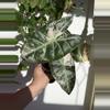 plant/Pink Dragon Albo - Established Mother
Plant with Pink Variegation-1-thumbnail