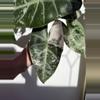 plant/Pink Dragon Albo - Established Mother
Plant with Pink Variegation-2-thumbnail