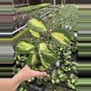 plant/Hoya obovata variegated 4” pot growers choice-1-thumbnail