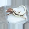 plant/T61 female Frappuccino frost line  (Frappy x Felix prestige)-1-thumbnail